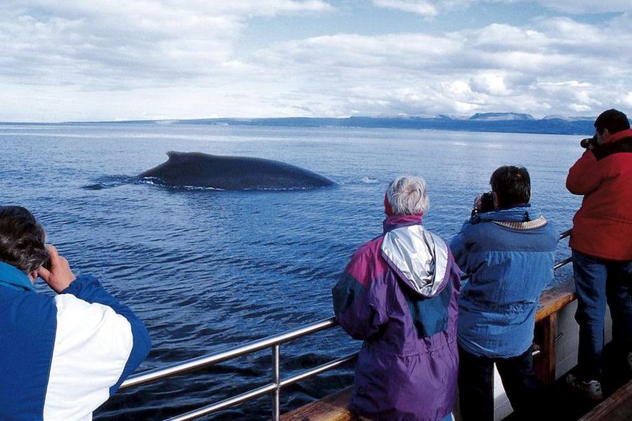 Whale Watching Holmavik Westfjords