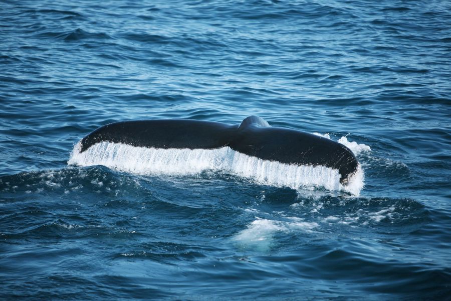 Whale Watching Holmavik Westfjords