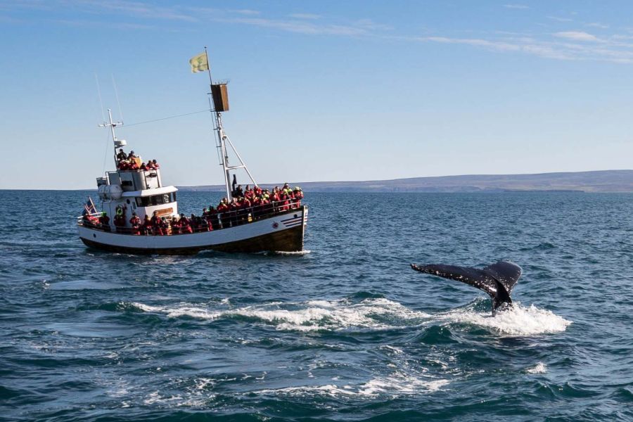 Whale Watching Holmavik Westfjords