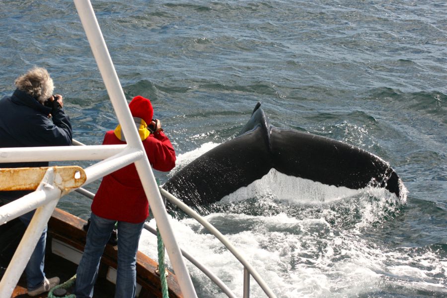 Whale Watching Holmavik Westfjords