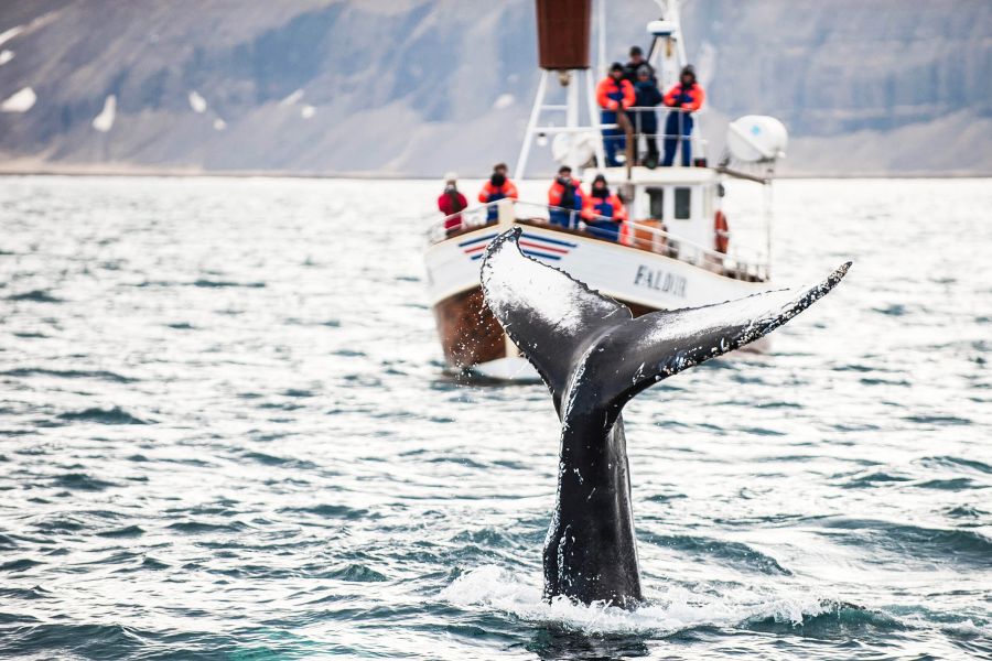 Whale Watching Holmavik Westfjords