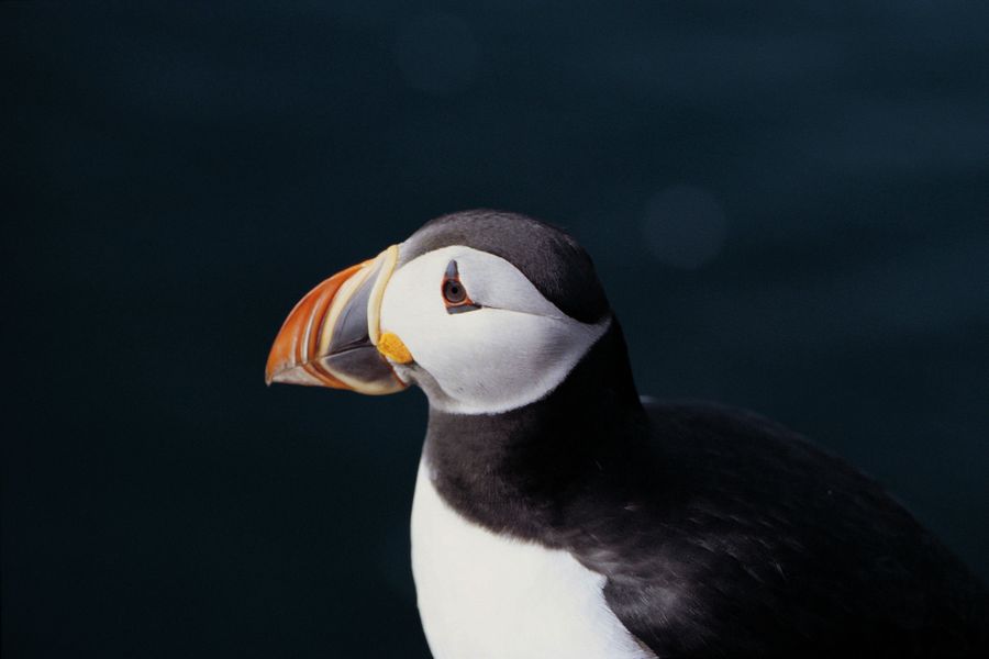 Puffin Tour Grundarfjördur