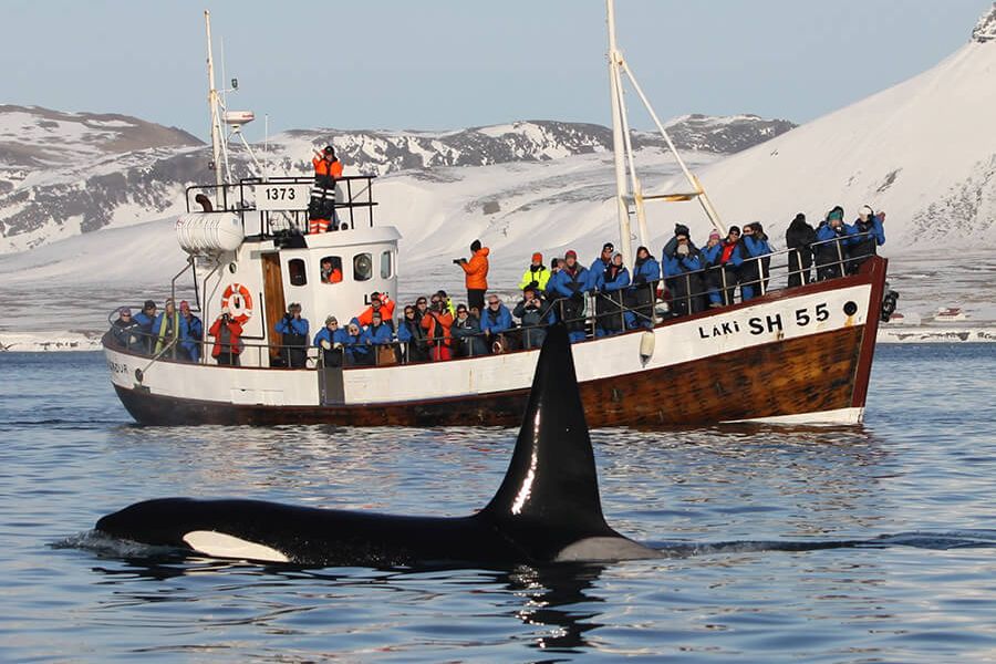 Orkas & walvissen excursie vanuit Olafsvik