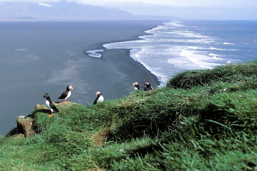 Ingolfshofdi Vogelkaap Excursie