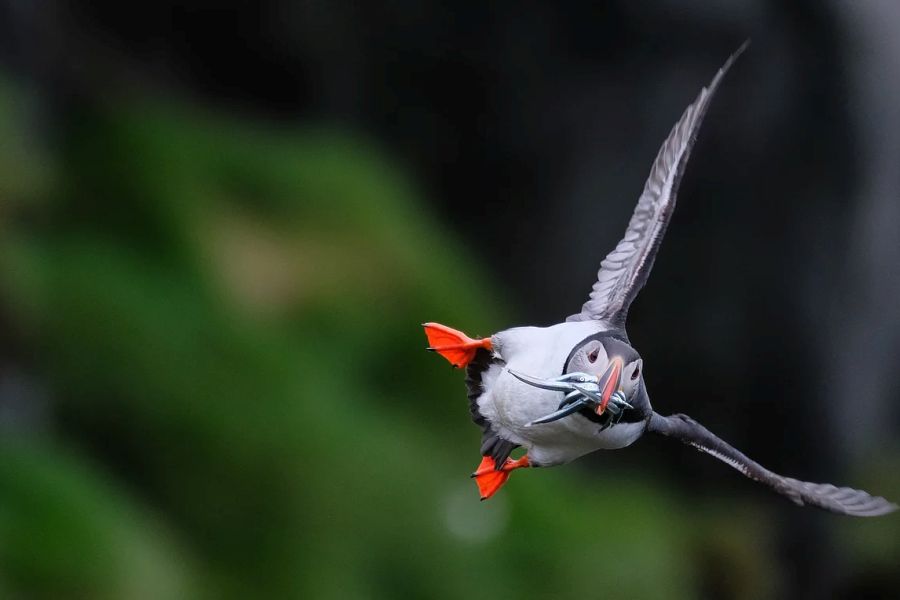 Ingolfshofdi Vogelkaap Excursie