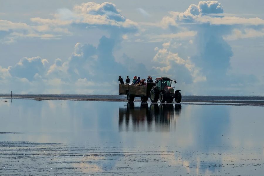 Ingolfshofdi Vogelkaap Excursie