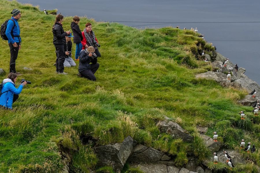 Ingolfshofdi Vogelkaap Excursie