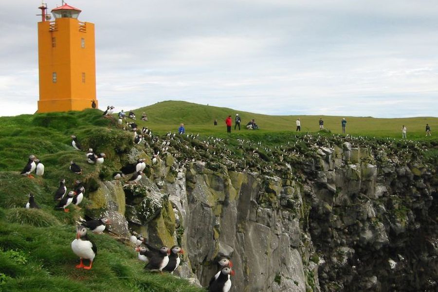 Ingolfshofdi Vogelkaap Excursie