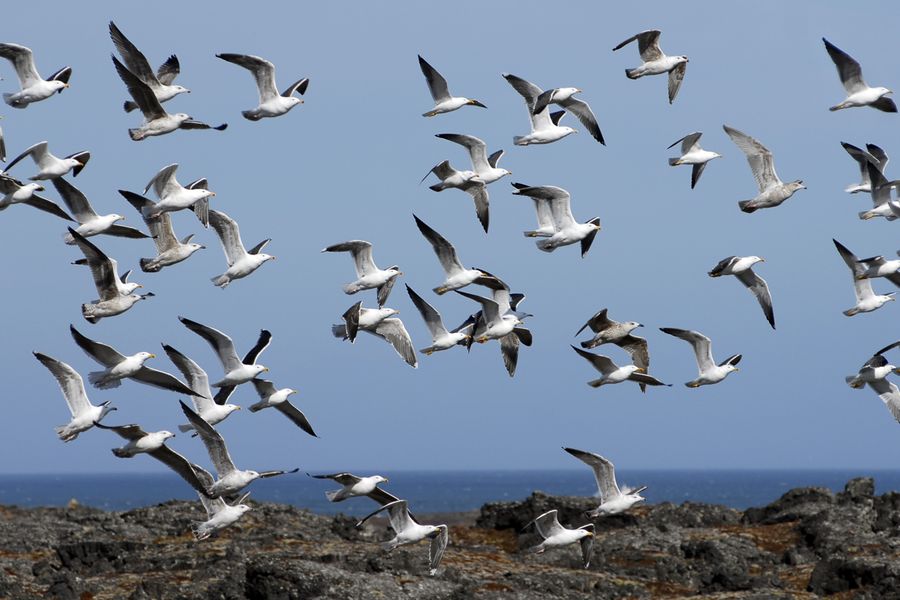 Ingolfshofdi Vogelkaap Excursie
