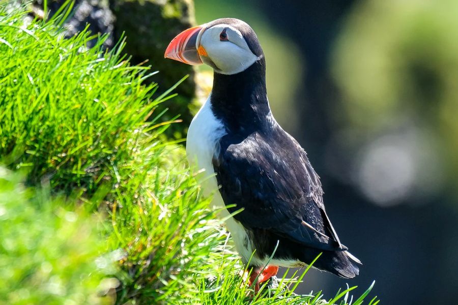 Ingolfshofdi Vogelkaap Excursie