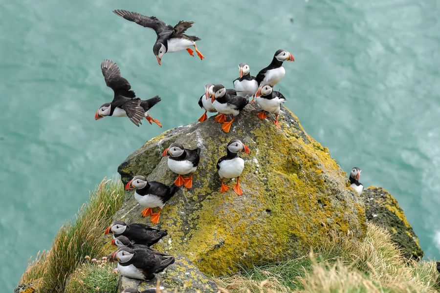 Ingolfshofdi Vogelkaap Excursie