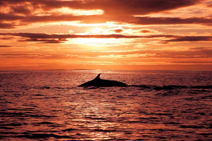 Whale Watching Husavik walvissen