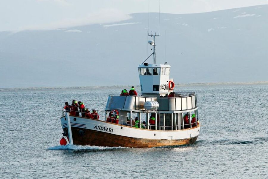 Whale Watching Husavik walvissen