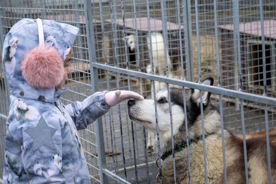 Huskytocht