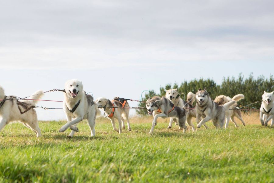 Huskytocht