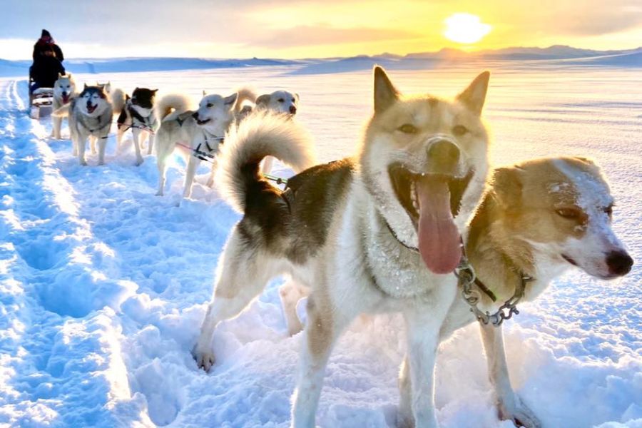 Huskytocht