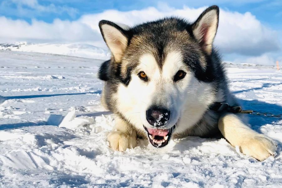 Huskytocht