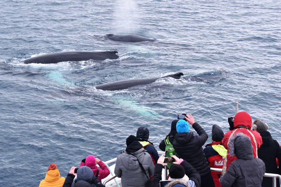 Vakantie Whale Watching vanuit Akureyri in Diversen (IJsland, IJsland)