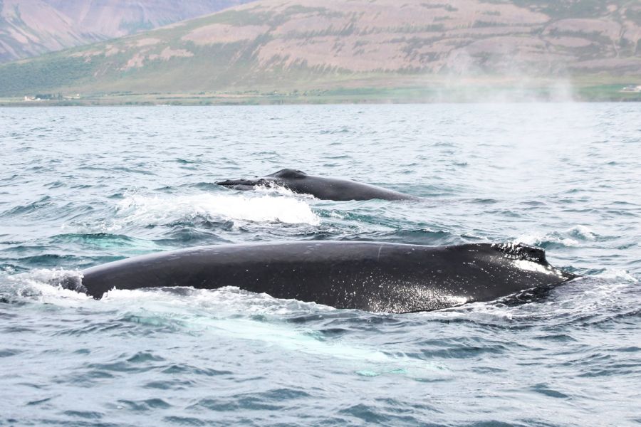 Whale Watching vanuit Akureyri