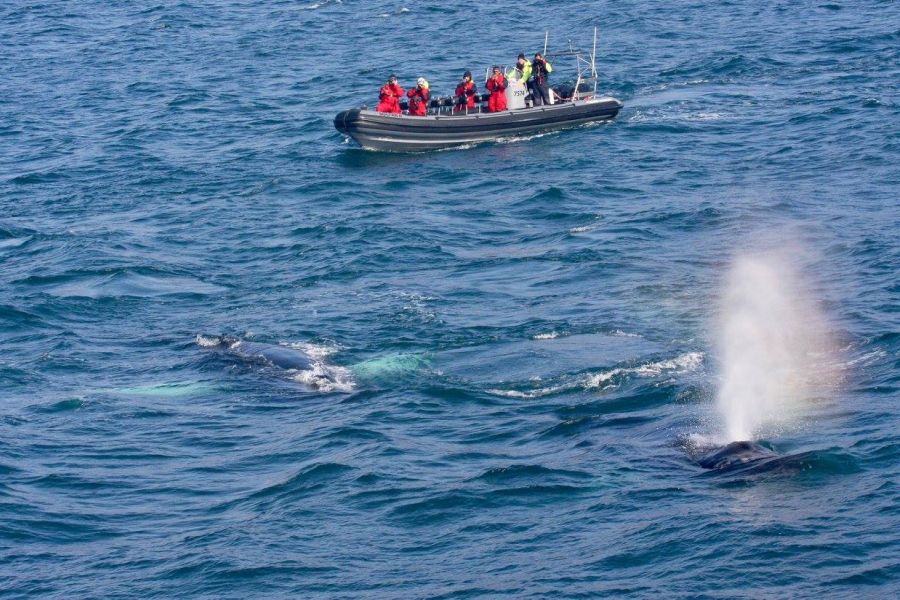 Whale Watching vanuit Akureyri