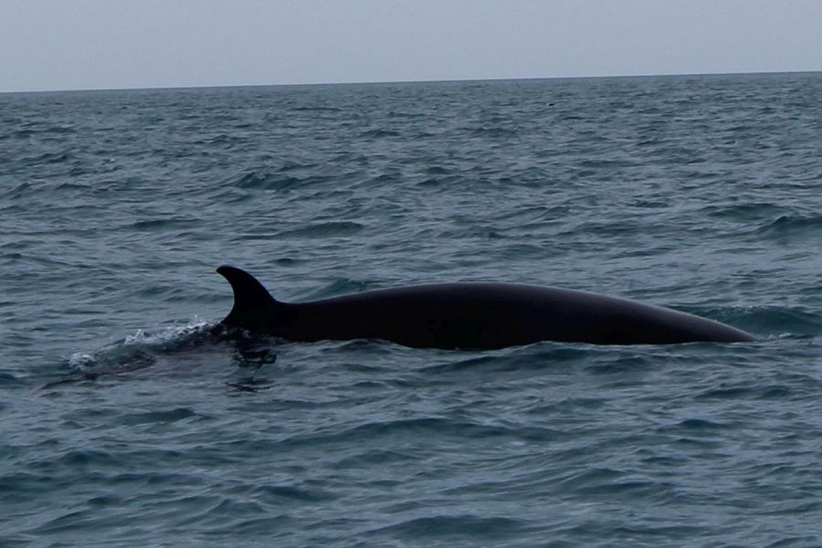 Whale Watching vanuit Akureyri