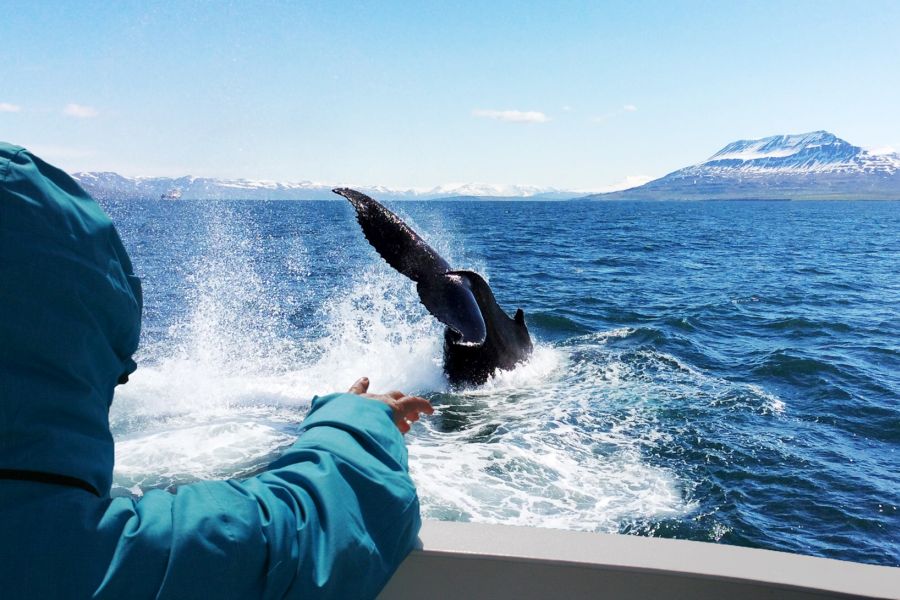 Whale Watching vanuit Akureyri