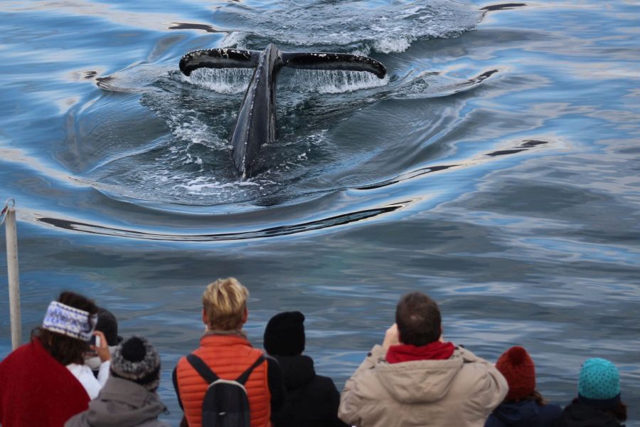 Whale Watching vanuit Akureyri