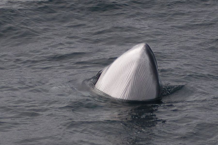 Whale Watching vanuit Akureyri