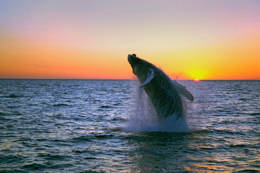 Whale Watching vanuit Akureyri