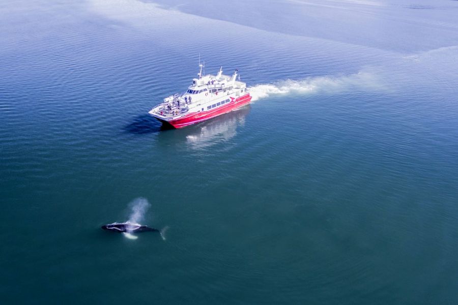 Whale Watching vanuit Akureyri