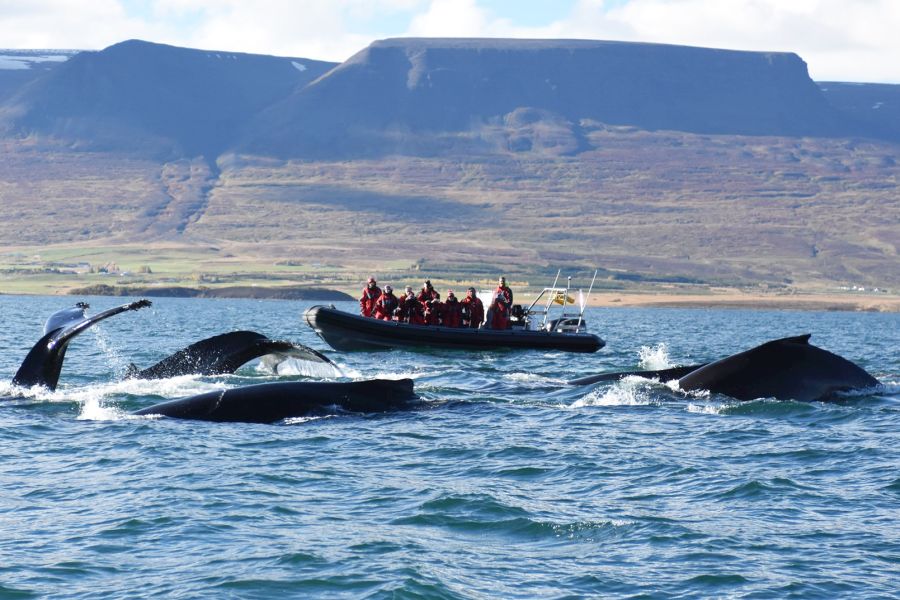 Whale Watching vanuit Akureyri