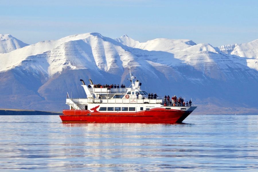 Whale Watching vanuit Akureyri
