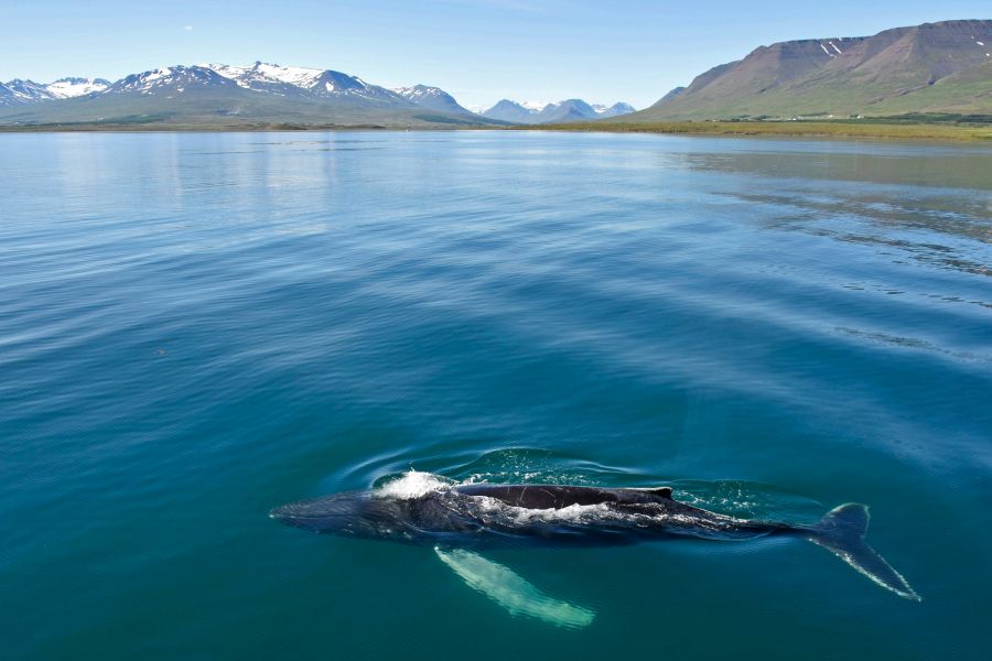 Whale Watching vanuit Akureyri