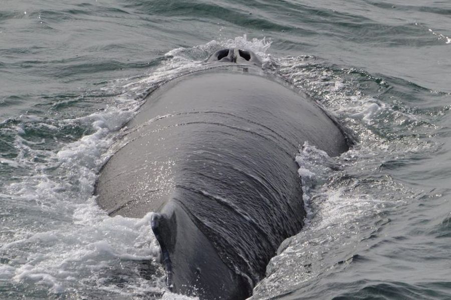 Whale Watching vanuit Akureyri