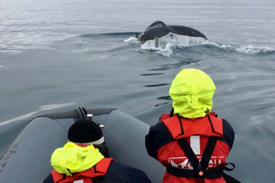 Whale Watching vanuit Akureyri