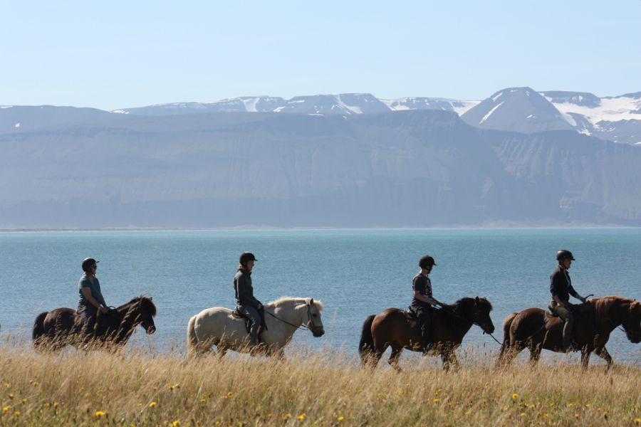 Paardrijden Husavik