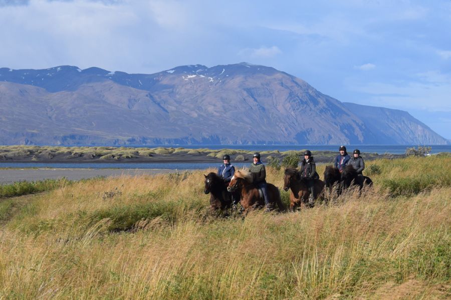 Paardrijden Husavik