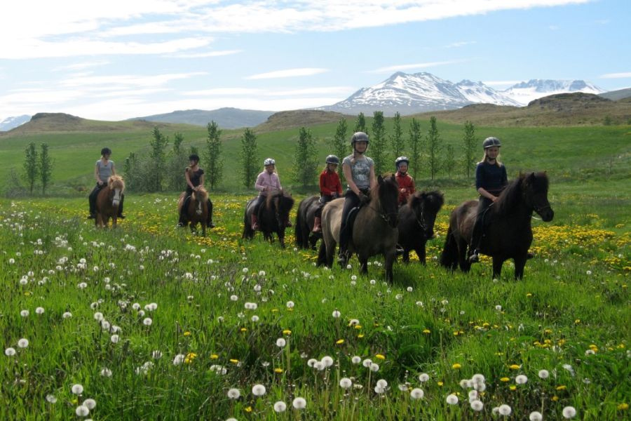 Paardrijden vanuit Akureyri