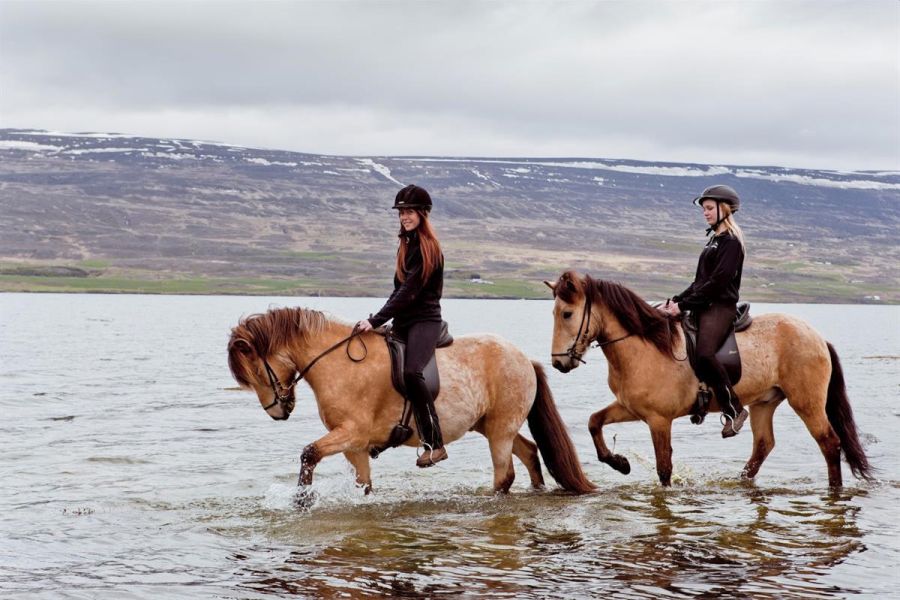 Paardrijden vanuit Akureyri