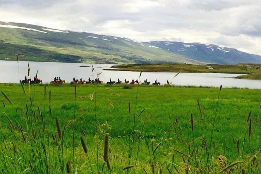 Paardrijden vanuit Akureyri