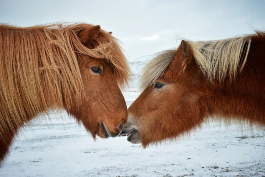Paardrijden vanuit Akureyri