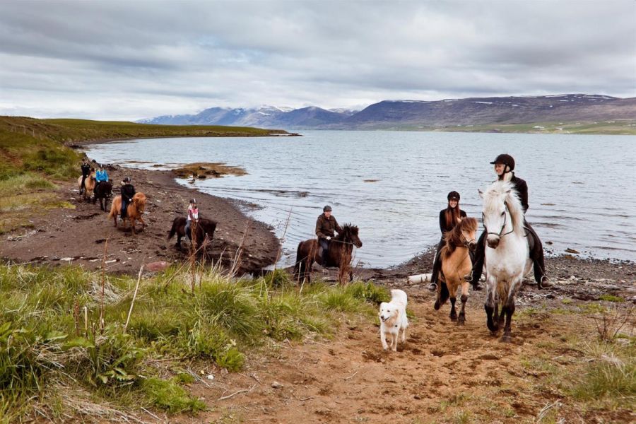 Paardrijden vanuit Akureyri afbeelding