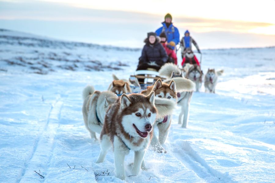 Vakantie Huskytocht vanuit Myvatn in Diversen (IJsland, IJsland)