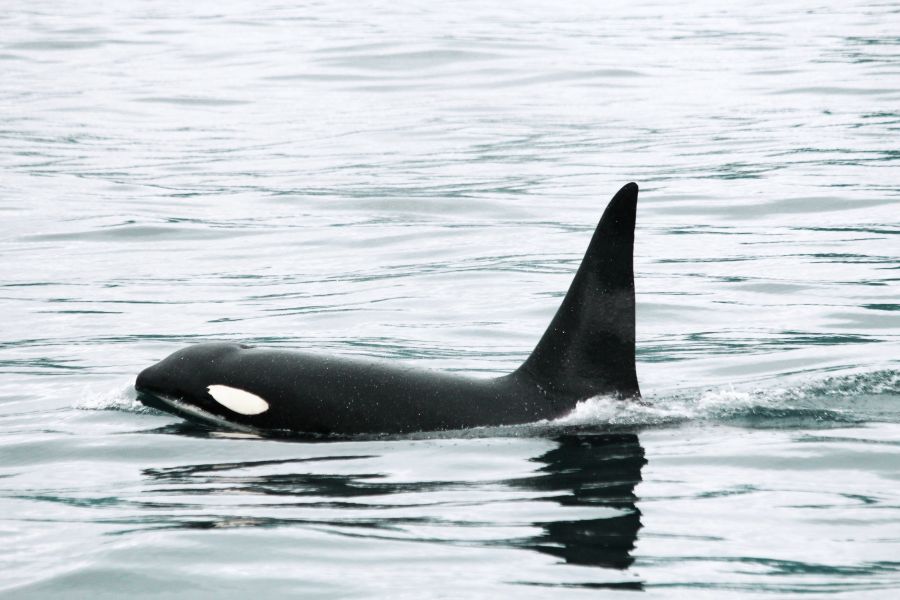 Whale Watchting Rib Boat Husavik