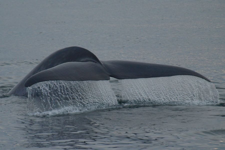 Whale Watchting Rib Boat Husavik