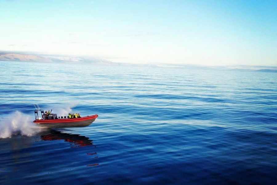Whale Watchting Rib Boat Husavik