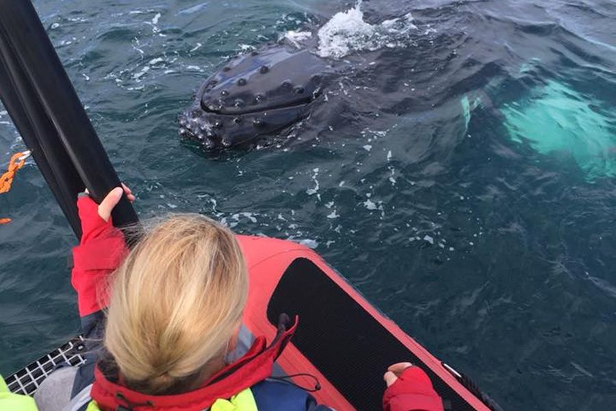 Whale Watchting Rib Boat Husavik