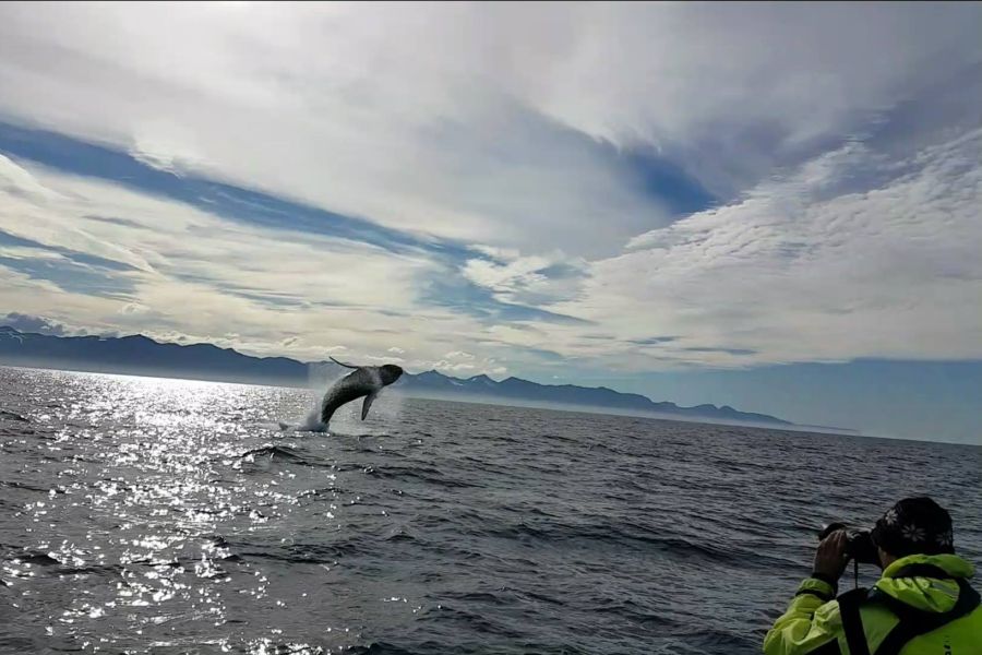 Whale Watchting Rib Boat Husavik