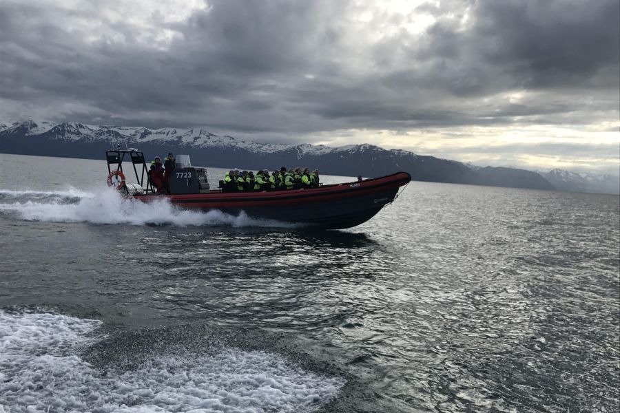 Whale Watchting Rib Boat Husavik