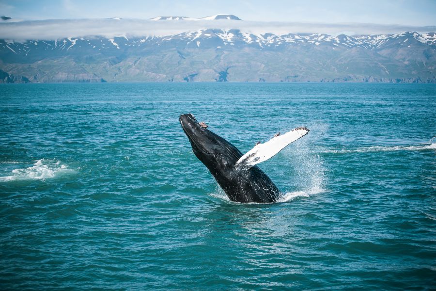 Whale Watchting Rib Boat Husavik